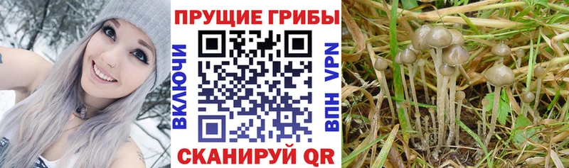 наркошоп  Шацк  Псилоцибиновые грибы MAGIC MUSHROOMS 